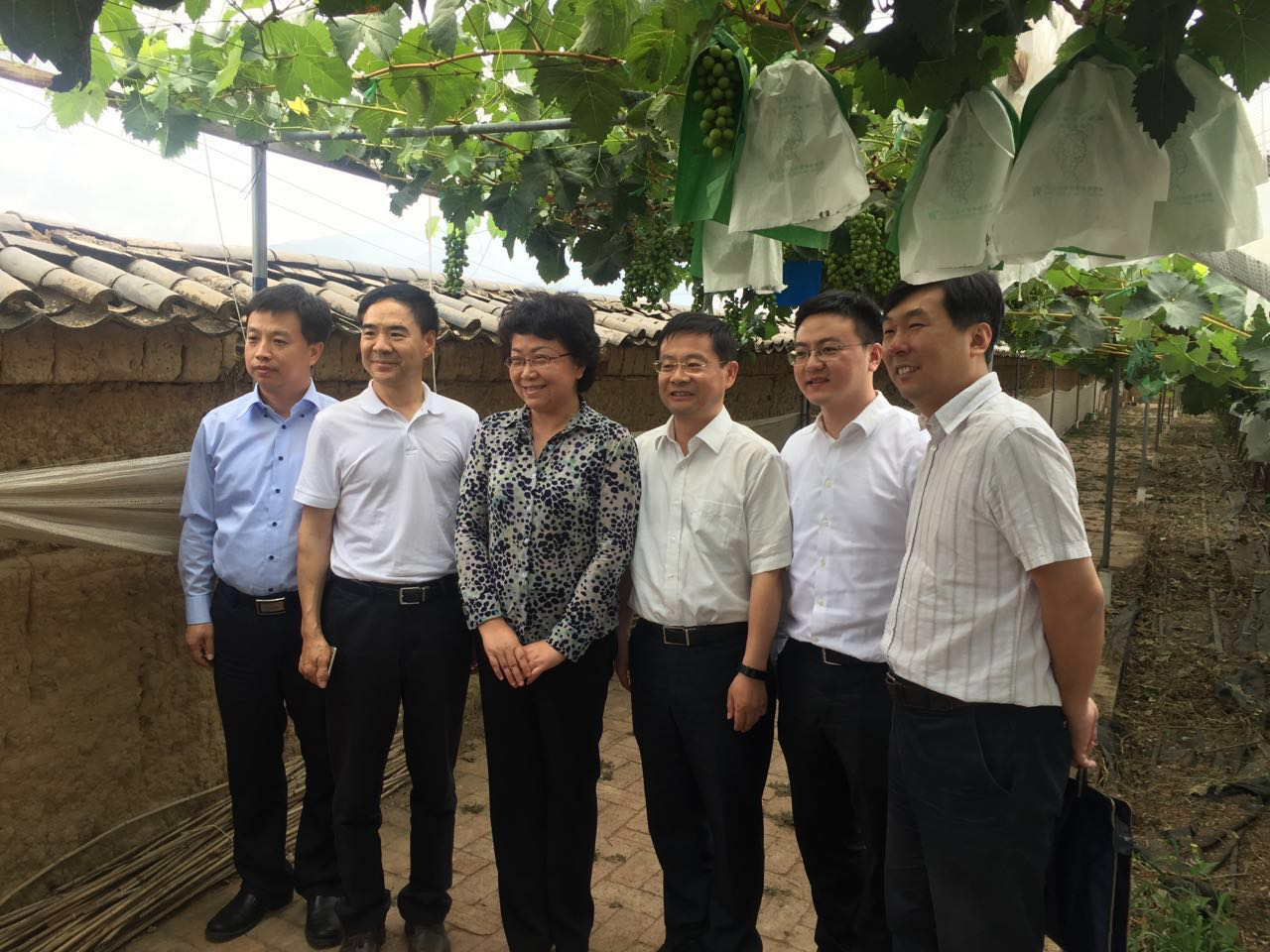 翁铁慧副部长一行考察宾川葡萄科技示范园